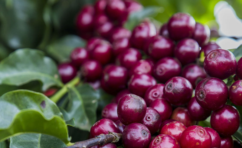 BRAZIL ORGANIC FAZENDA KLEM NATURAL RED CATUAI 15+ - *51268* - 25965 - 60.0 kg Videplast Bags - SPOT RCWHSE