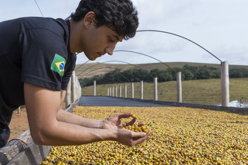 Brazil Sul de Minas SS FC 17/18 - *51625* - 24332 - 60.0 kg Bags - SPOT RCWHSE