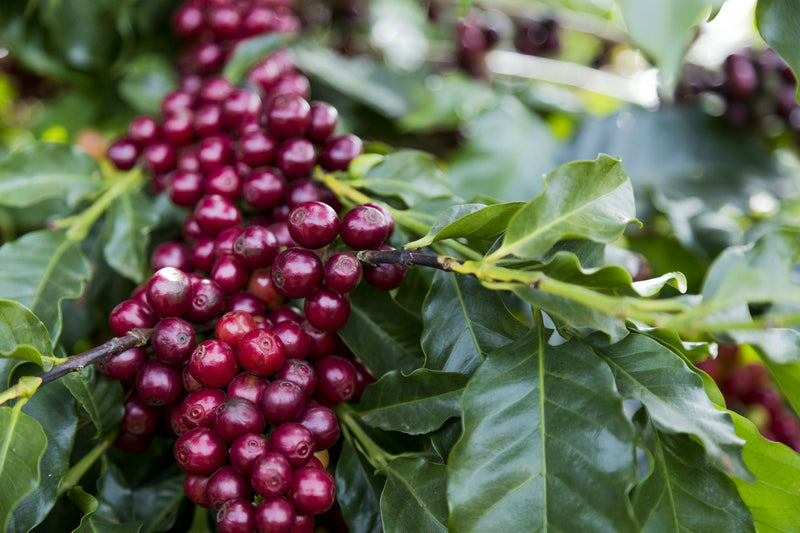 Brazil Sul de Minas SS FC 17/18 - *51625* - 24332 - 60.0 kg Bags - SPOT RCWHSE