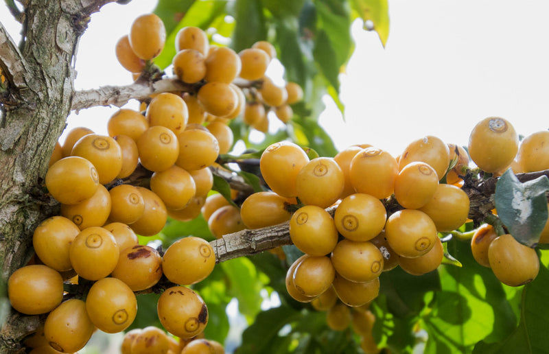 Brazil Mantiqueira de Minas Pulped Natural Yellow Catuai 16+ - 35660 - Videplast Bags - SPOT RCWHSE