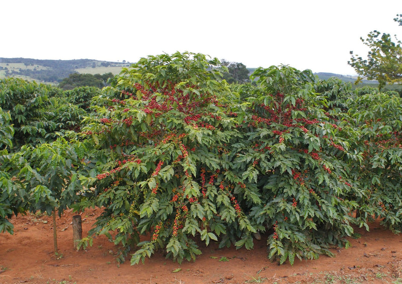 Brazil Santos SS GC 14/16 - *51876* - 26797-2 - 59.5 kg Bags - SPOT RCWHSE