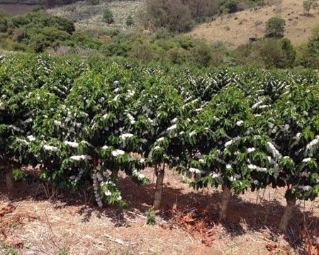 Brazil MTGB SS FC 2/3 - *52277* - 26799 - SPOT RCWHSE