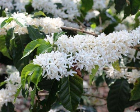 Brazil Natural 2/3 17/18 - 32338 - 59.0 kg Bags - SPOT RCWHSE
