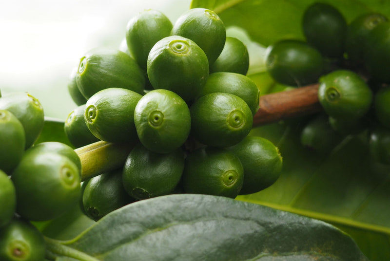 Brazil Cerrado SS FC 15/16 - *51430* - 24578 - 60.0 kg Bags - SPOT RCWHSE