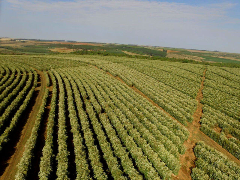 Decaf Brazil Cerrado Royal Select Water Process - *52611* - 26571 - SPOT RCWHSE