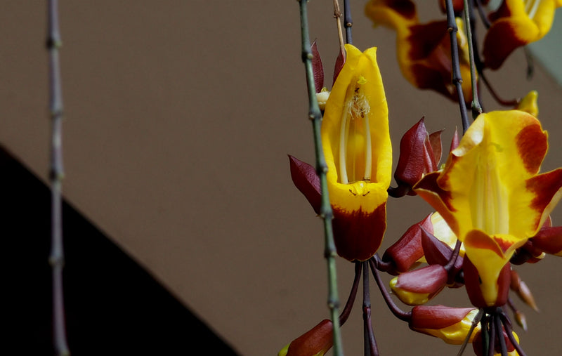 Brazil SS FC 14/16 - 35948 - 60.0 kg Bags - SPOT SEAFORTH