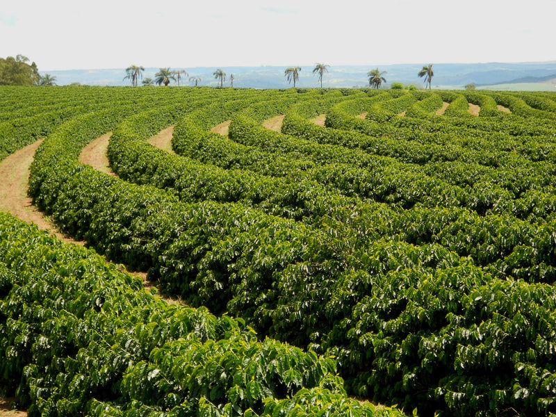 Brazil Fazenda Guarda Cerrado Yellow Bourbon Pulped Natural - *43212* - 25939 - Videplast Bags - SPOT RCWHSE