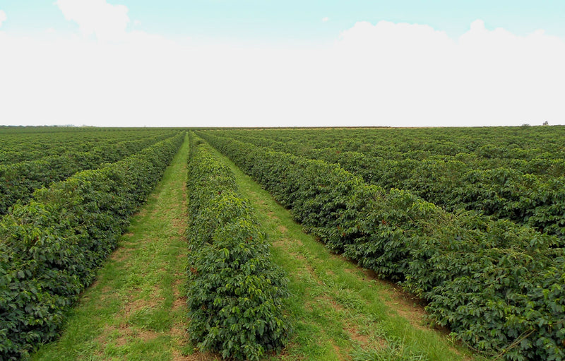 Brazil Fazenda Guarda Cerrado Yellow Bourbon Pulped Natural - *43212* - 25939 - Videplast Bags - SPOT RCWHSE