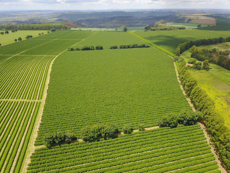 Brazil Cerrado Fazenda Plato Azul 2/3 16+ - 32657 - Videplast Bags - SPOT RCWHSE