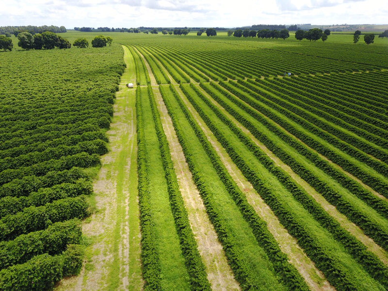 Brazil Cerrado Fazenda Plato Azul 2/3 16+ - 29620 - Videplast Bags - SPOT RCWHSE