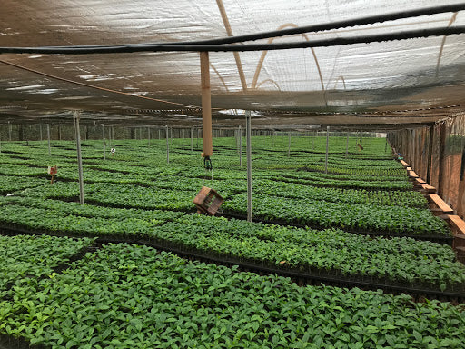 Brazil Cerrado Fazenda Plato Azul 2/3 16+ - 29620 - Videplast Bags - SPOT RCWHSE