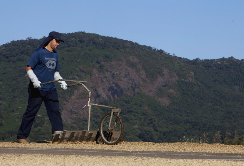 Brazil Mantiqueira de Minas Natural Red Acaia 16+ - *51569* - 25952 - 60.0 kg Videplast Bags - SPOT RCWHSE