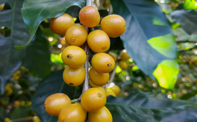 Brazil Mantiqueira Blend Pulped Natural Yellow Catuai 16+ - 30190 - 60.0 kg Videplast Bags - SPOT RCWHSE