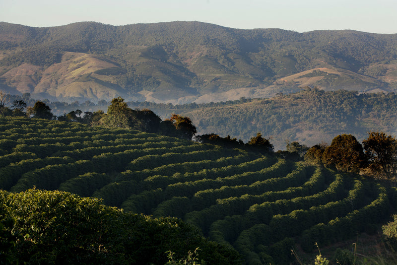 Brazil Mantiqueira de Minas Pulped Natural Yellow Catuai 16+ - 35660 - Videplast Bags - SPOT RCWHSE