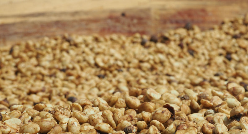 Brazil Mantiqueira de Minas Pulped Natural Yellow Catuai 16+ - 35660 - Videplast Bags - SPOT RCWHSE