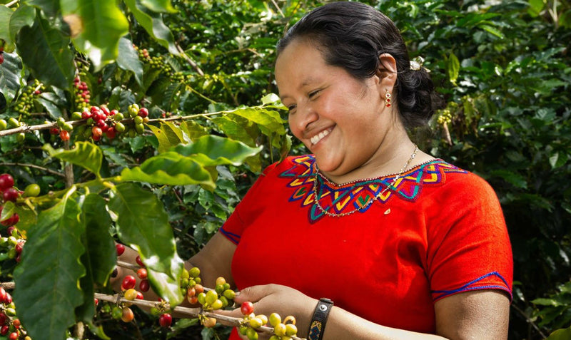 GUATEMALA FT-FLO ORGANIC HUEHUETENANGO ASOBAGRI CAFE DE MUJER SHB EP - 30309-1 - Ecotact Bags - SPOT COSEATAC