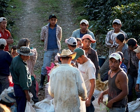 DECAF HONDURAS FT ORGANIC CAPUCAS SWISS WATER PROCESS - 29357 - SPOT RCWHSE