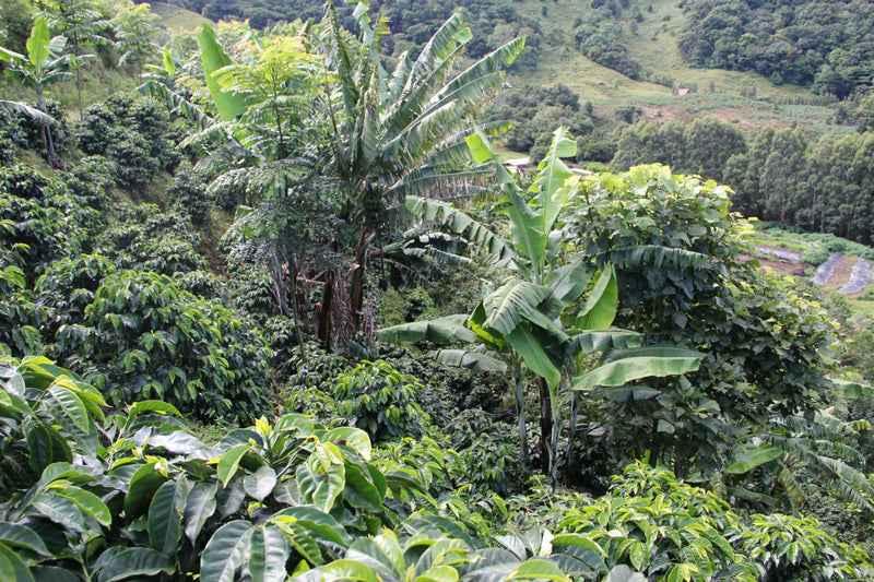 Costa Rica El Cedral Dota Natural AAA EP - 39551 - GrainPro Bags - SPOT RCWHSE