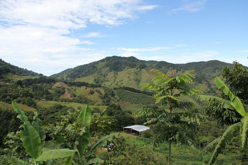 Costa Rica El Cedral Dota Natural AAA EP - 30591 - GrainPro Bags - SPOT RCWHSE