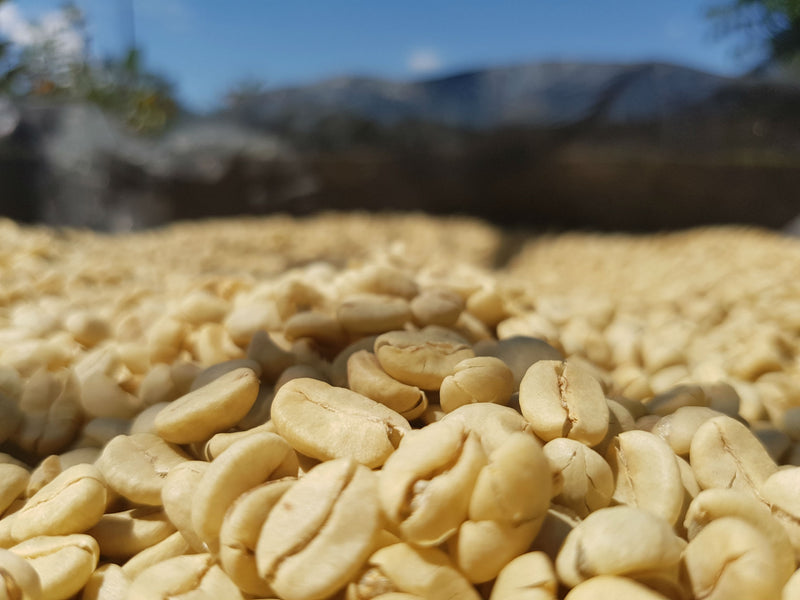 PERU ORGANIC RFA-IP NORTE SHB EP - *51667* - 24395 - SPOT RCWHSE