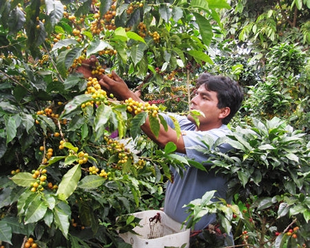 PERU ORGANIC RFA-IP NORTE SHB EP - *51667* - 24395 - SPOT RCWHSE
