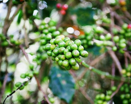 DECAF MEXICO FT-FLO ORGANIC OAXACA CEPCO ROYAL SELECT WATER PROCESS - 34626 - SPOT RCWHSE