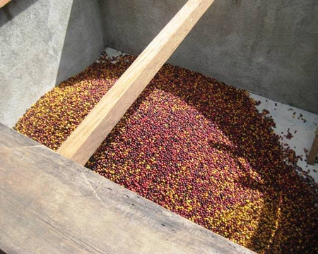 DECAF MEXICO FT-FLO ORGANIC HUATUSCO ROYAL SELECT WATER PROCESS - 32606 - SPOT RCWHSE