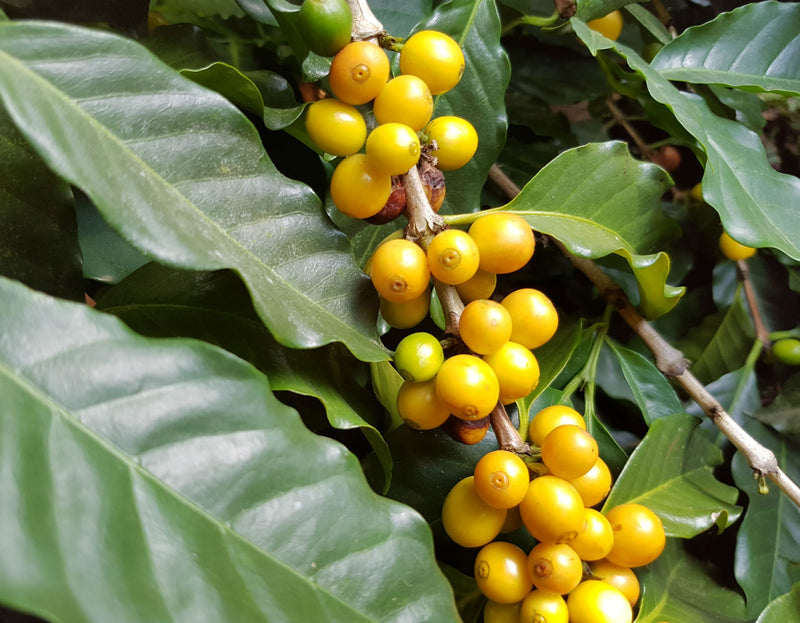 Brazil Cerrado SS FC 14/16 - *51431* - 24579 - 60.0 kg Bags - SPOT RCWHSE