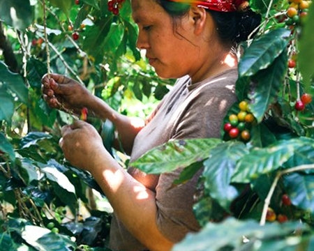 El Salvador Cerro Las Ranas Honey - 37751-2 - GrainPro Bags - SPOT COMIDWEST