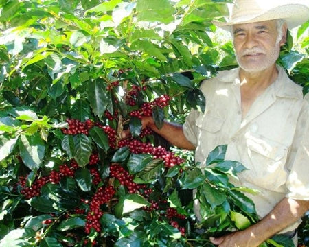 Honduras Siguatepeque Cerro Azul SHG EP - 31219 - SPOT RCWHSE