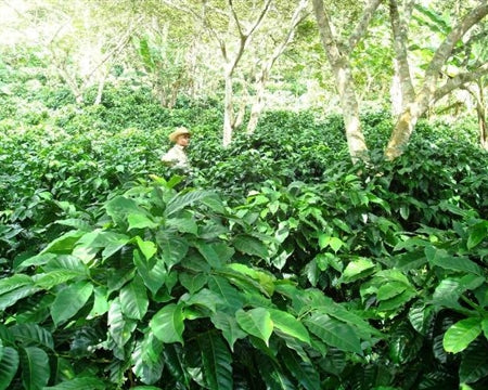 Honduras Siguatepeque Cerro Azul SHG EP - *48286* - 24058 - SPOT RCWHSE