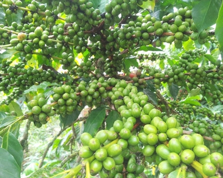 India Cherry Robusta 17 A - 31404 - 60.0 kg Bags - SPOT COSEATAC