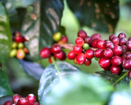 MEXICO ORGANIC CHIAPAS SERRANOS ALTURA HG EP - *48508* - 24419 - SPOT RCWHSE