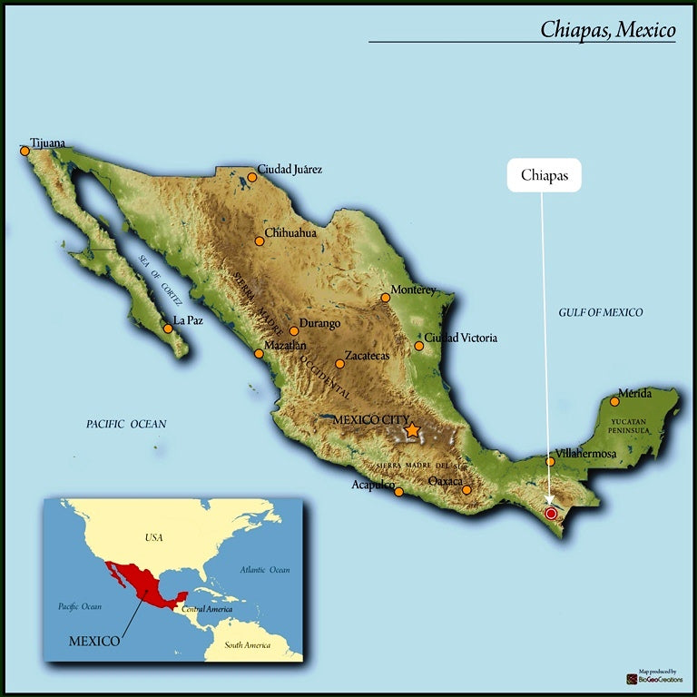 MEXICO ORGANIC CHIAPAS GRAPOS ALTURA HG EP - 31773 - SPOT RCWHSE
