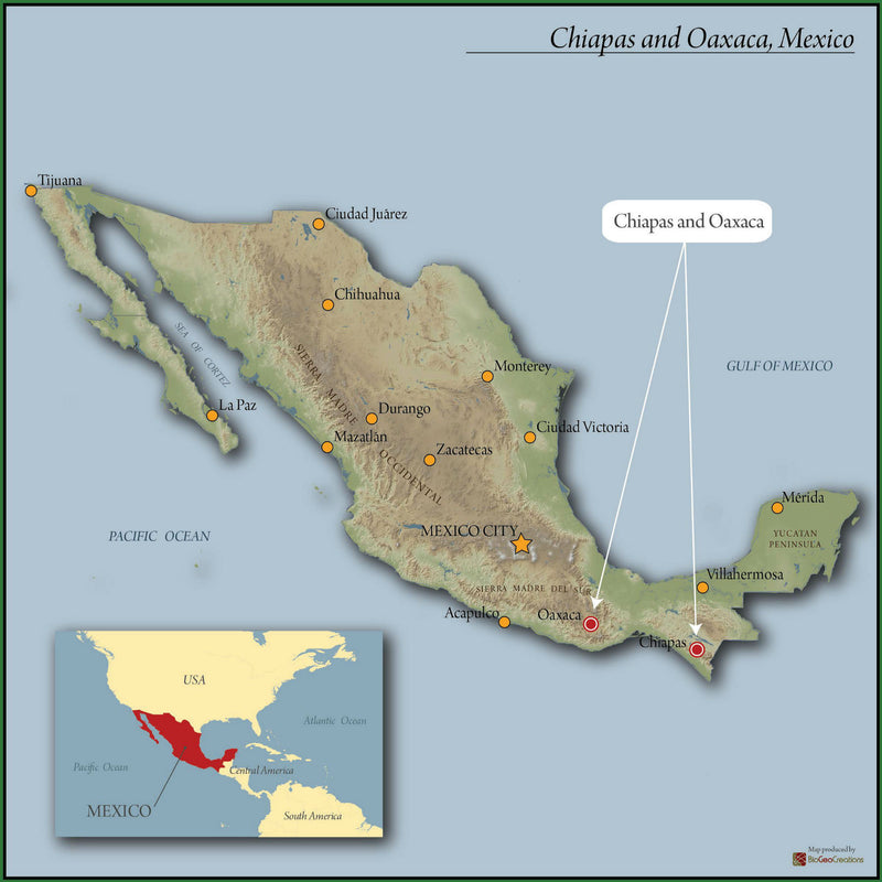 Decaf Mexico Altura EP Royal Select Water Process - 36931-2 - SPOT COSEATAC