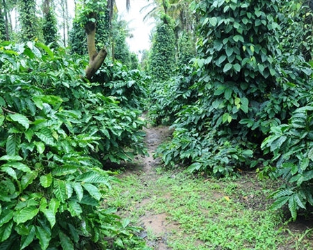 INDIA ORGANIC CHIKMAGALUR ROBUSTA WASHED AB - *49561* - 24455 - 60.0 kg Bags - SPOT RCWHSE