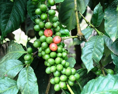 INDIA ORGANIC CHIKMAGALUR ROBUSTA WASHED AB - *49561* - 24455 - 60.0 kg Bags - SPOT RCWHSE