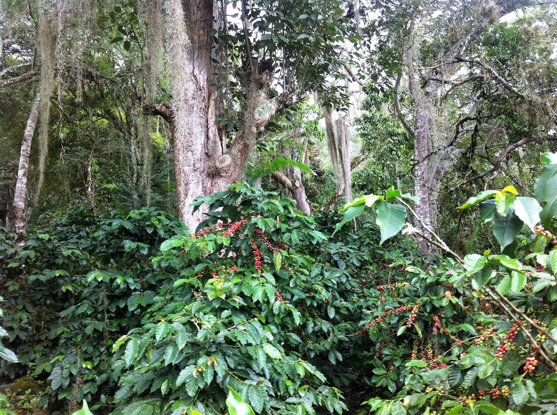 DECAF COLOMBIA ORGANIC SANTANDER ROYAL SELECT WATER PROCESS - *48408* - 24175 - SPOT RCWHSE