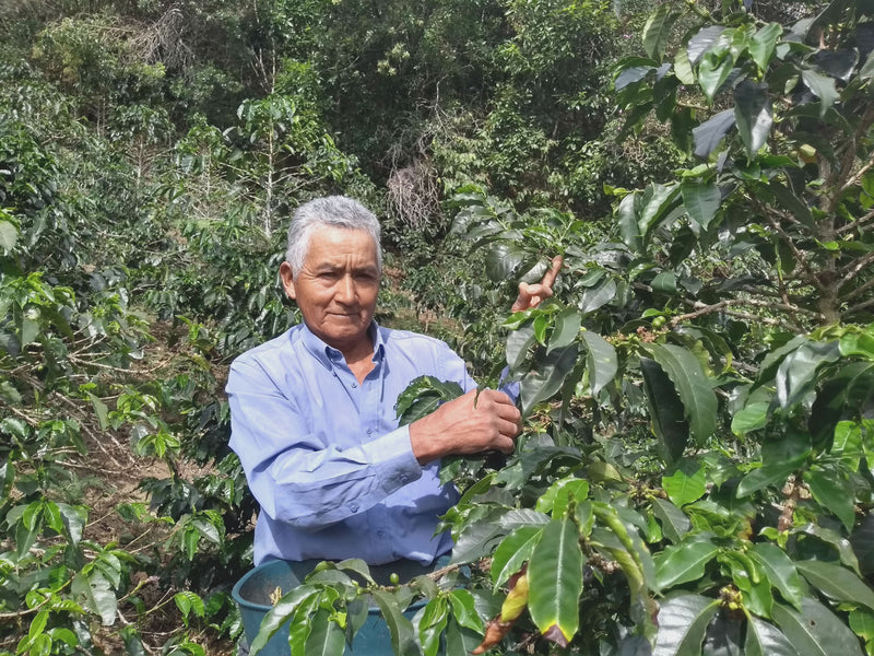 Colombia Cauca Totoro - 32128-3 - 70.2 kg GrainPro Bags - SPOT SEAFORTH