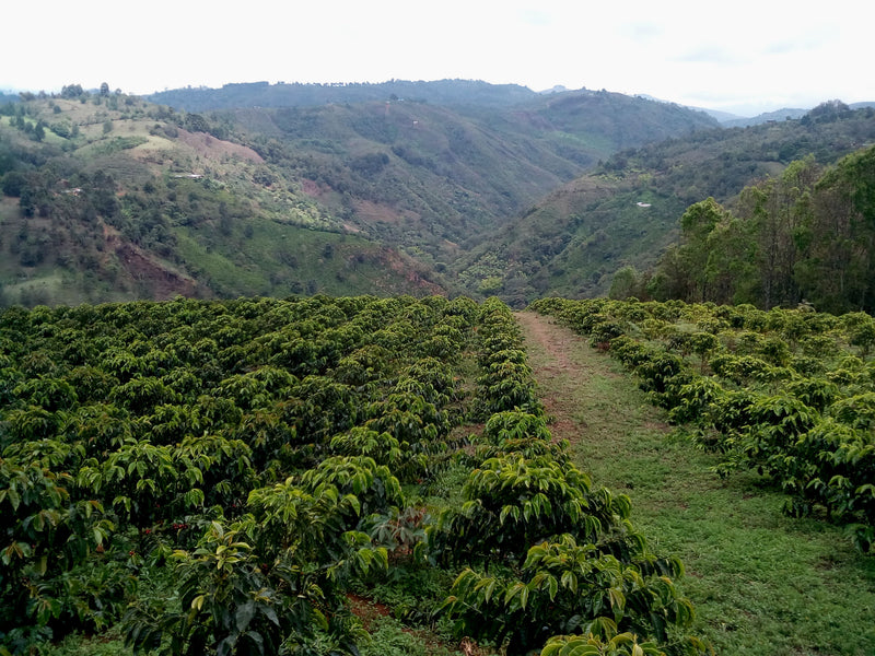 Colombia Cauca Totoro - 32128-2 - 70.2 kg GrainPro Bags - SPOT DUPUYHOU