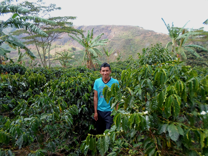 Colombia Cauca Totoro - 32128-2 - 70.2 kg GrainPro Bags - SPOT DUPUYHOU