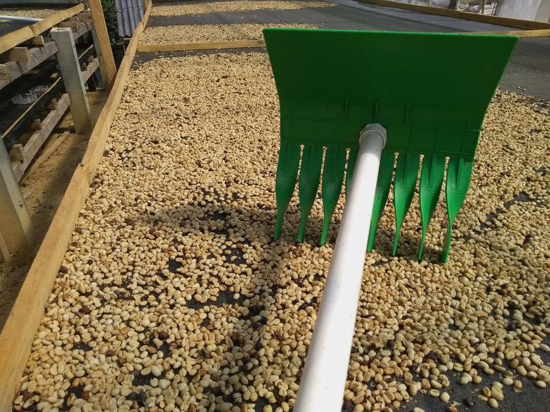 Colombia Cauca Totoro - 32128-2 - 70.2 kg GrainPro Bags - SPOT DUPUYHOU