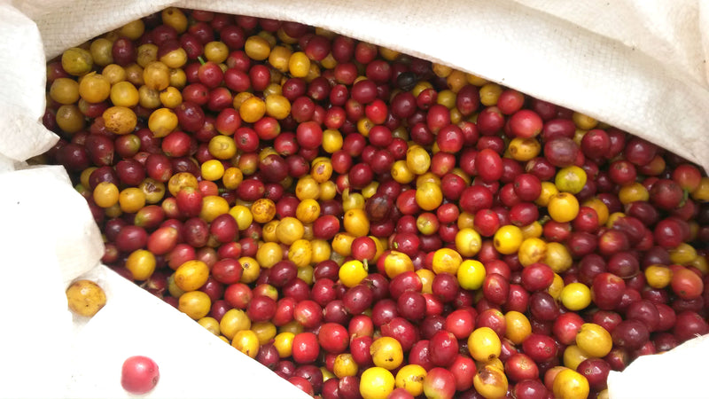 Colombia Cauca Excelso EP - 31473 - 70.4 kg GrainPro Bags - SPOT SHANGHAI