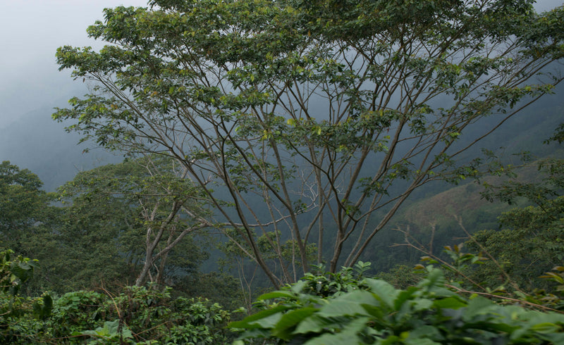 Colombia Cauca Excelso EP - 29221 - 69.9 kg GrainPro Bags - SPOT RCWHSE