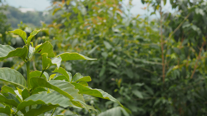 Colombia Excelso EP - 32564 - 70.0 kg Bags - SPOT RCWHSE