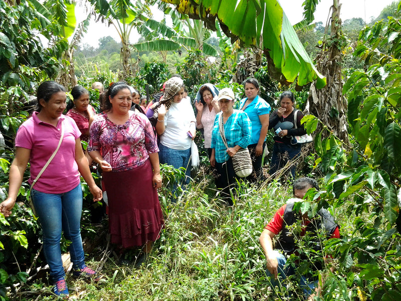 COLOMBIA FT-FLO ORGANIC CAUCA AMUCC WOMEN'S COOPERATIVE - 34434 - 69.5 kg Ecotact Bags - SPOT RCWHSE