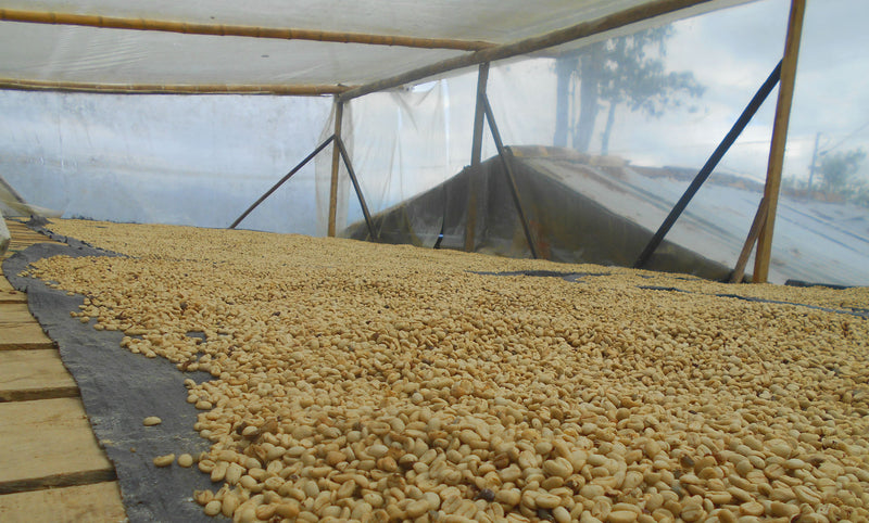Colombia Huila Los Molinos - *48971* - 25070 - GrainPro Bags - SPOT RCWHSE