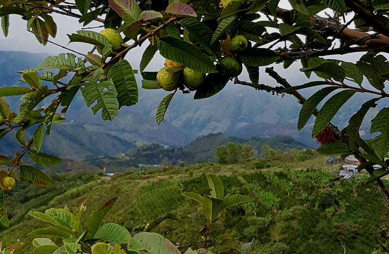 Colombia Huila Excelso EP - 28670 - 70.4 kg GrainPro Bags - SPOT RCWHSE