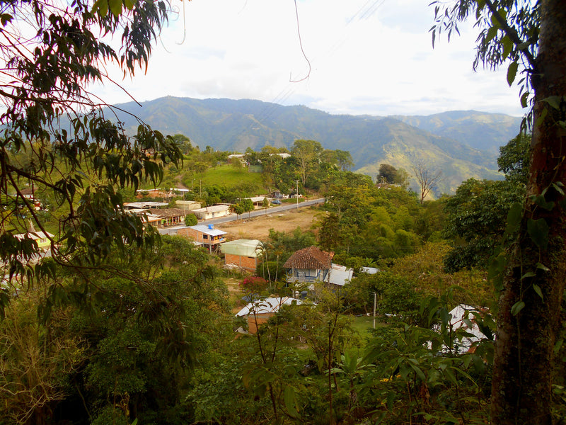Colombia Huila Acevedo AA - 29616 - 70.0 kg GrainPro Bags - SPOT RCWHSE