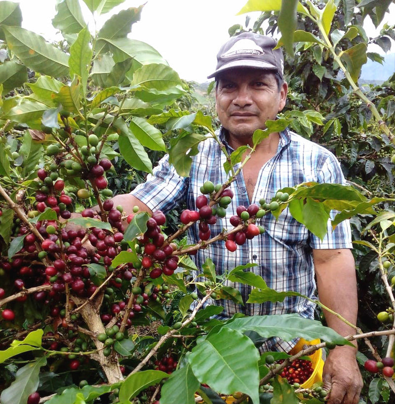 Colombia Huila Guadalupe - 29826 - 70.0 kg GrainPro Bags - SPOT RCWHSE